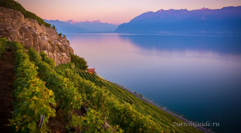 Evening light over the Lavaux vineyards and Lake Geneva
