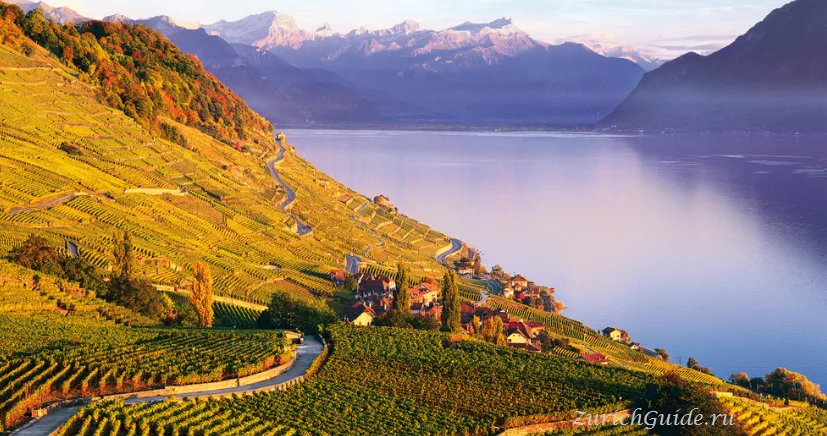 Vineyard terraces dropping to Lake Geneva in Lavaux